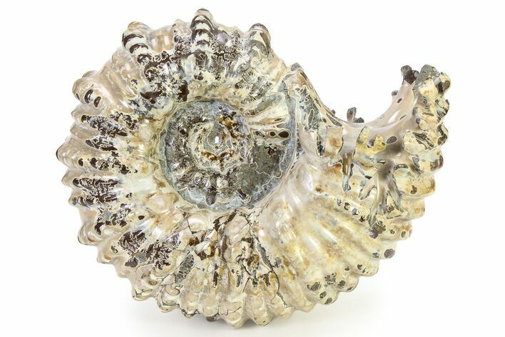 Polished Ammonite (Douvilleiceras) Fossil - Madagascar #317872